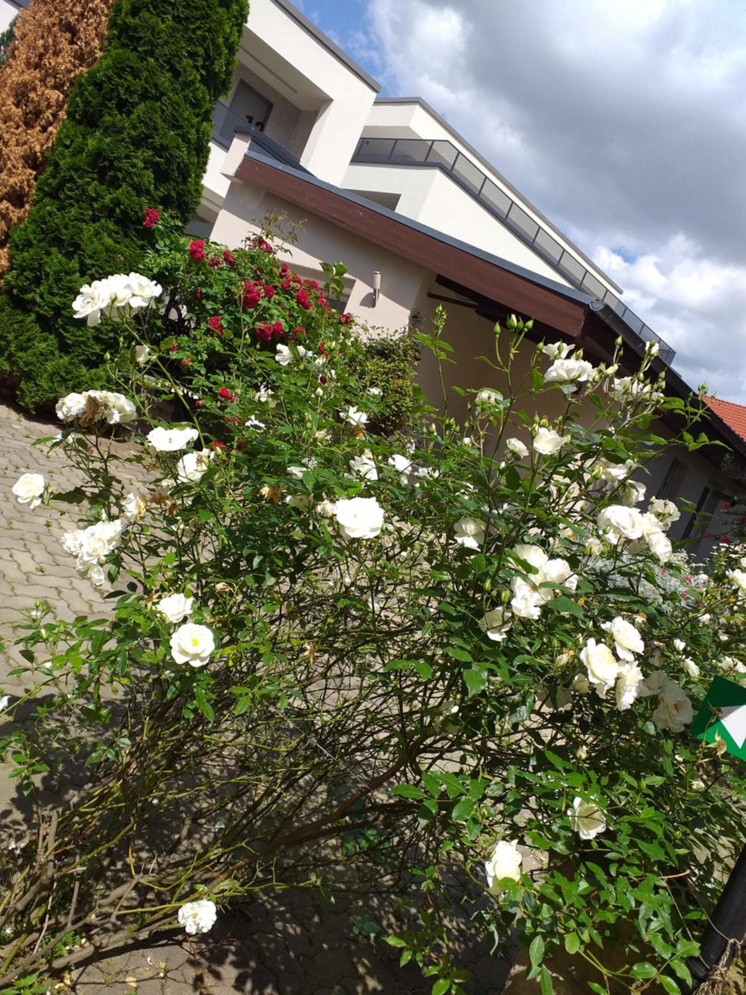 Ferienwohnungen Am Hauptplatz Pirna Buitenkant foto